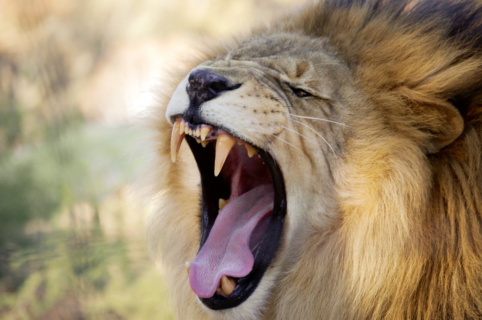 a big lion with its mouth open and it's tongue hanging out