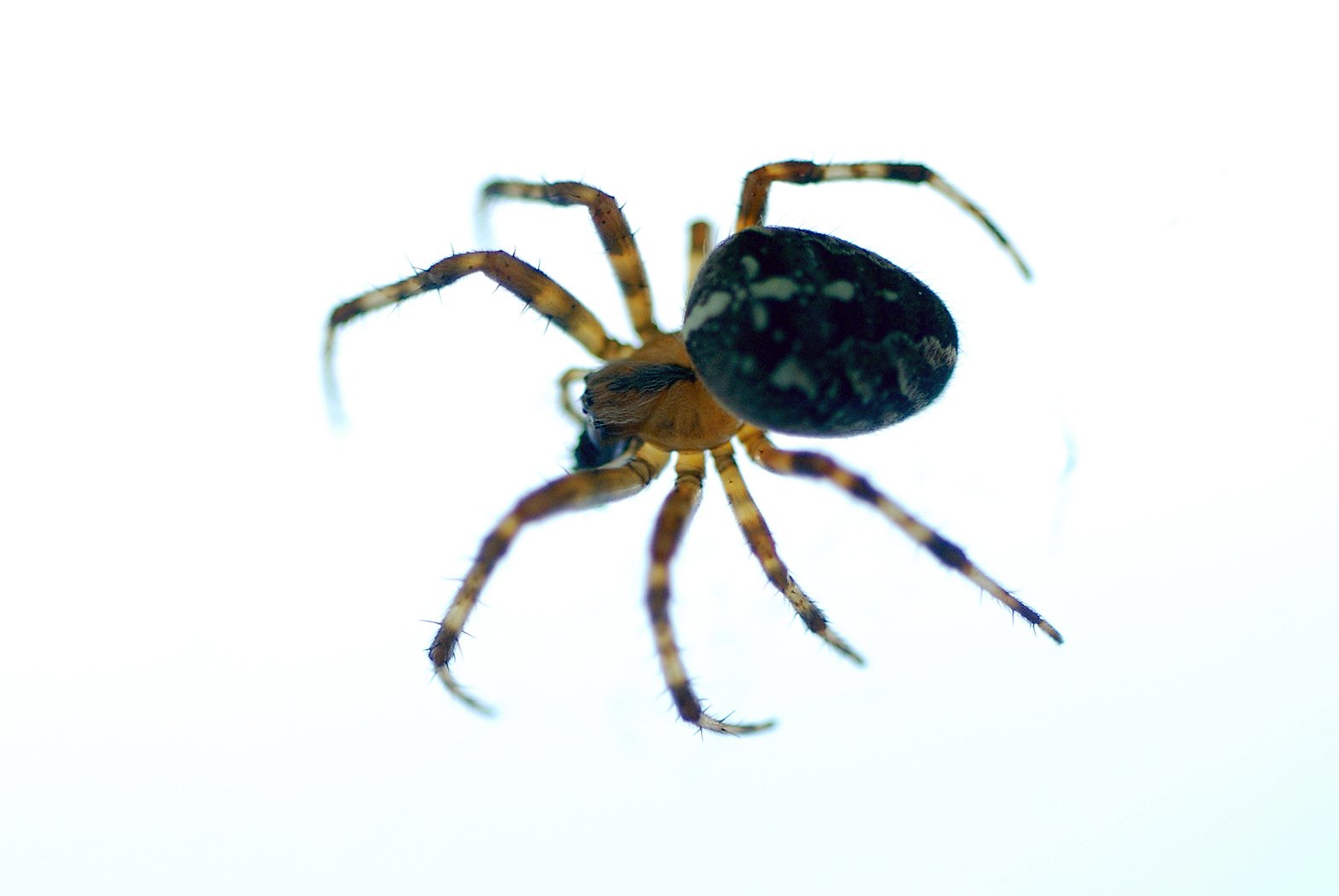 a close up of a yellow and black spider