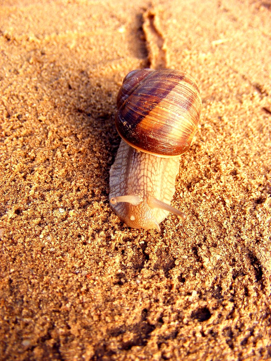 a snail is walking on sand and dirt