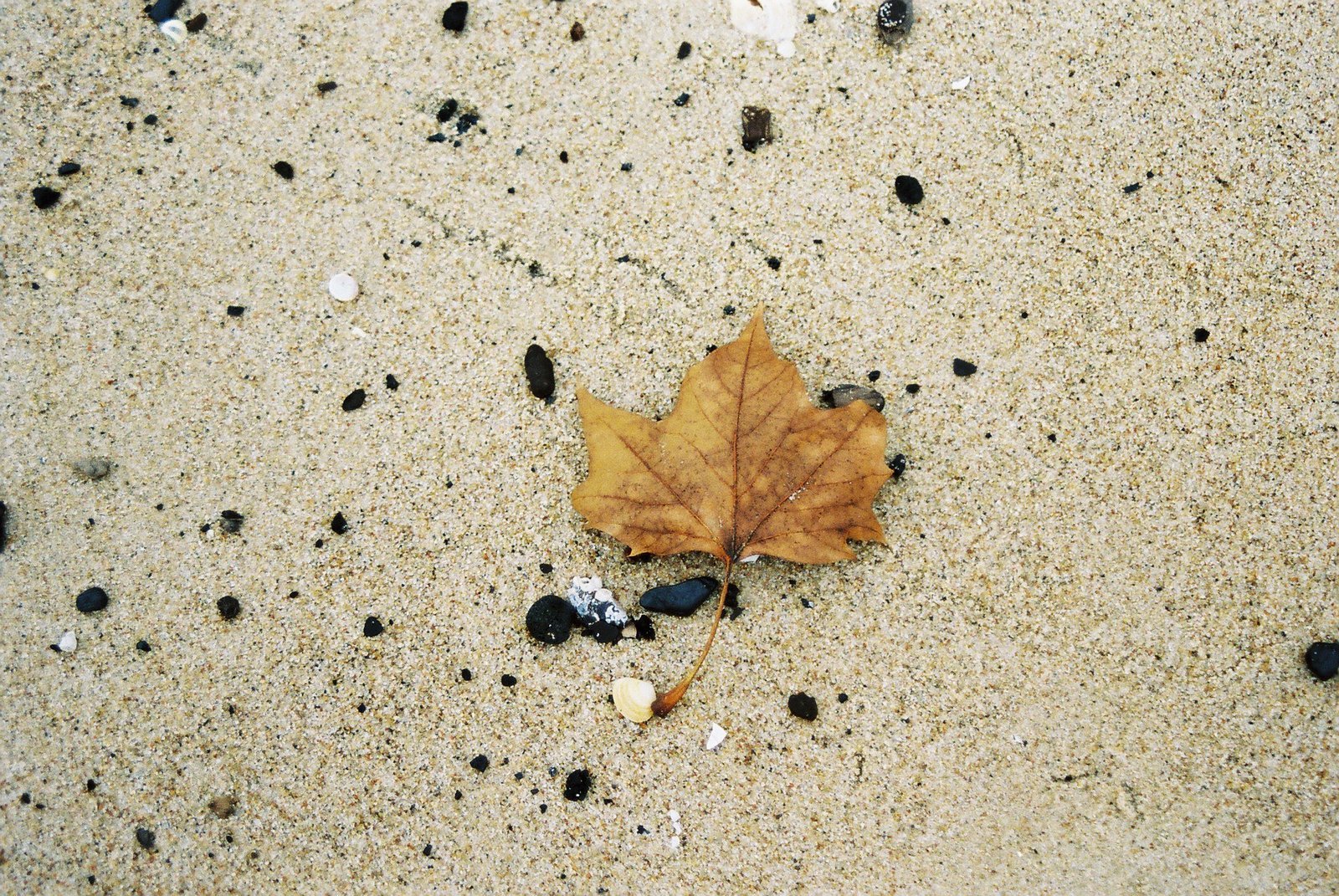an orange leaf sitting on top of sand