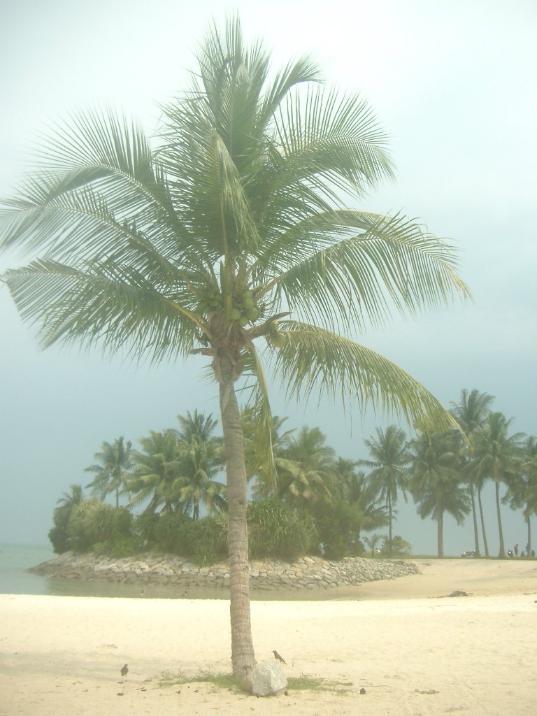 an empty beach is pictured with palm trees