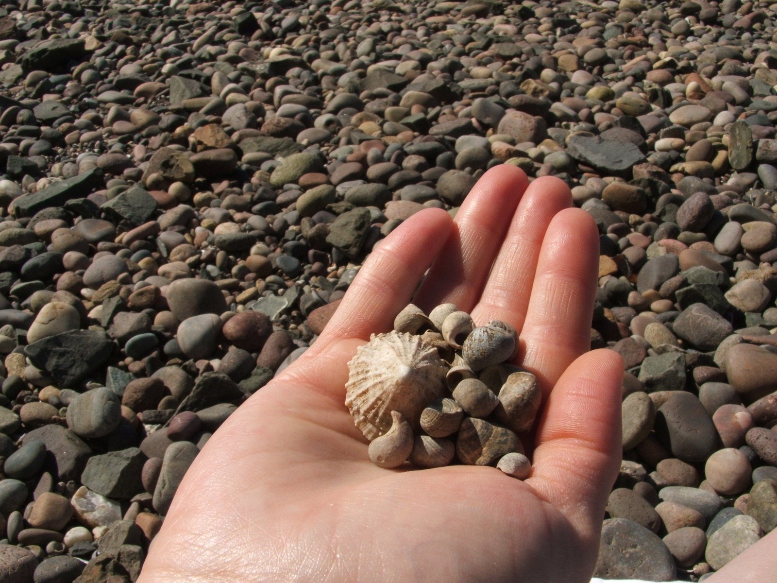 the small shells are in someones hand on the beach