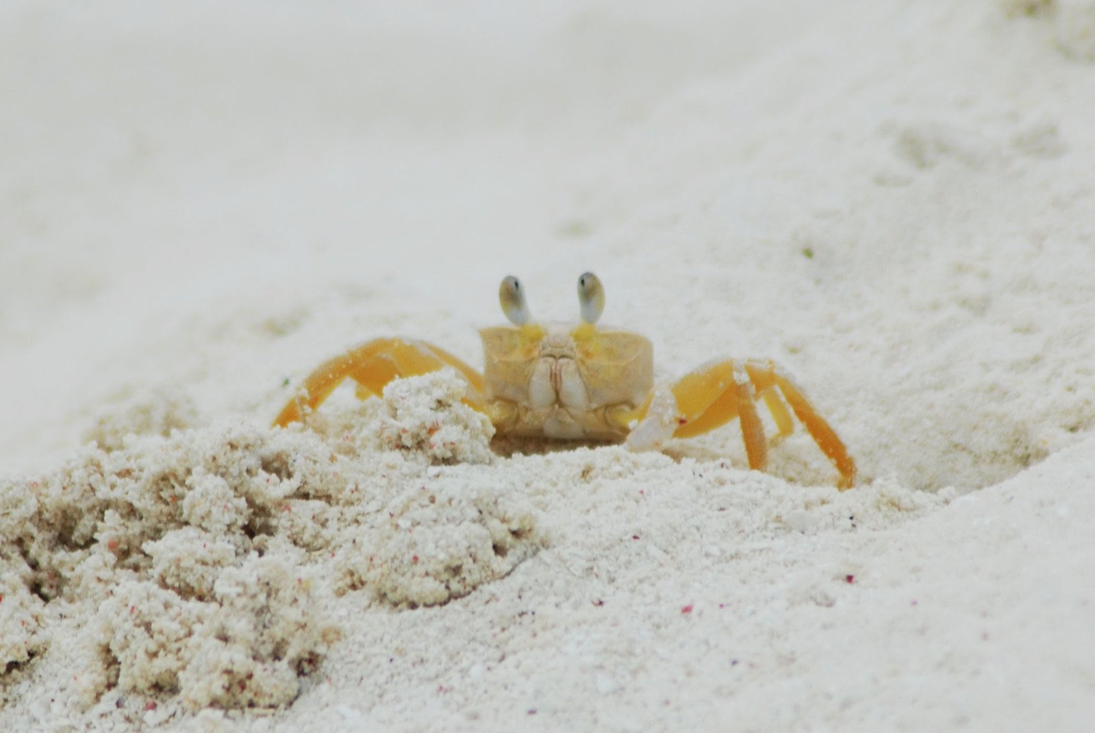 a crab with its head stuck in the sand