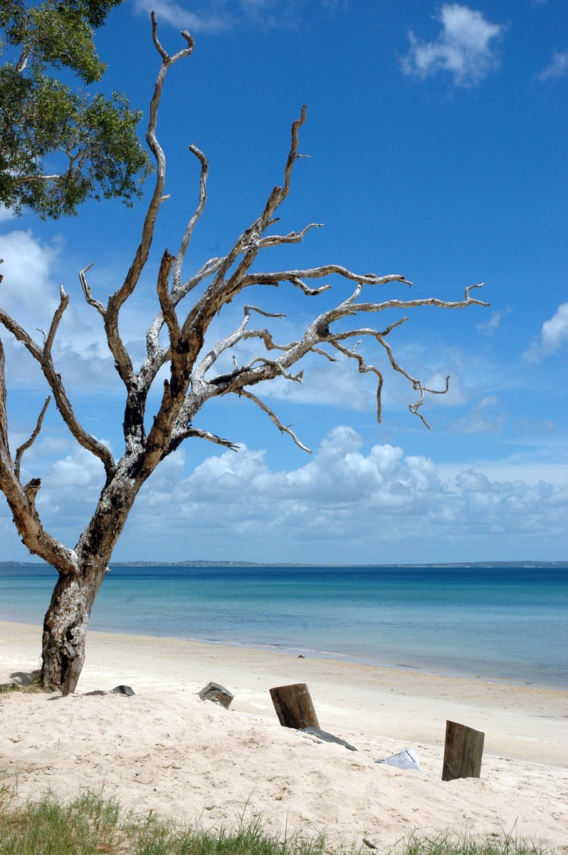 two trees on a beach near the ocean