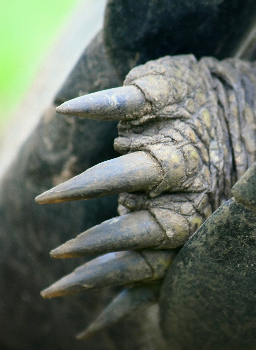 a closeup of a dinosaurs nails and a piece of metal