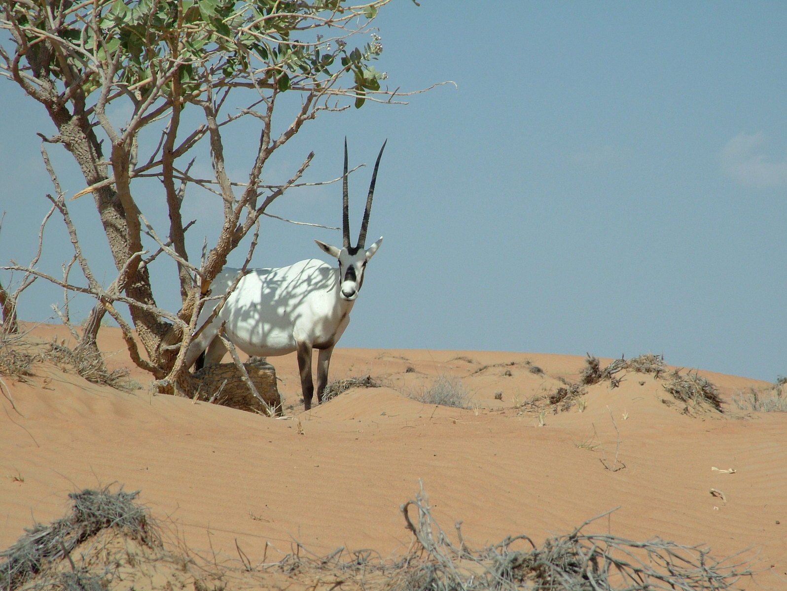 an animal standing in the dirt near a tree