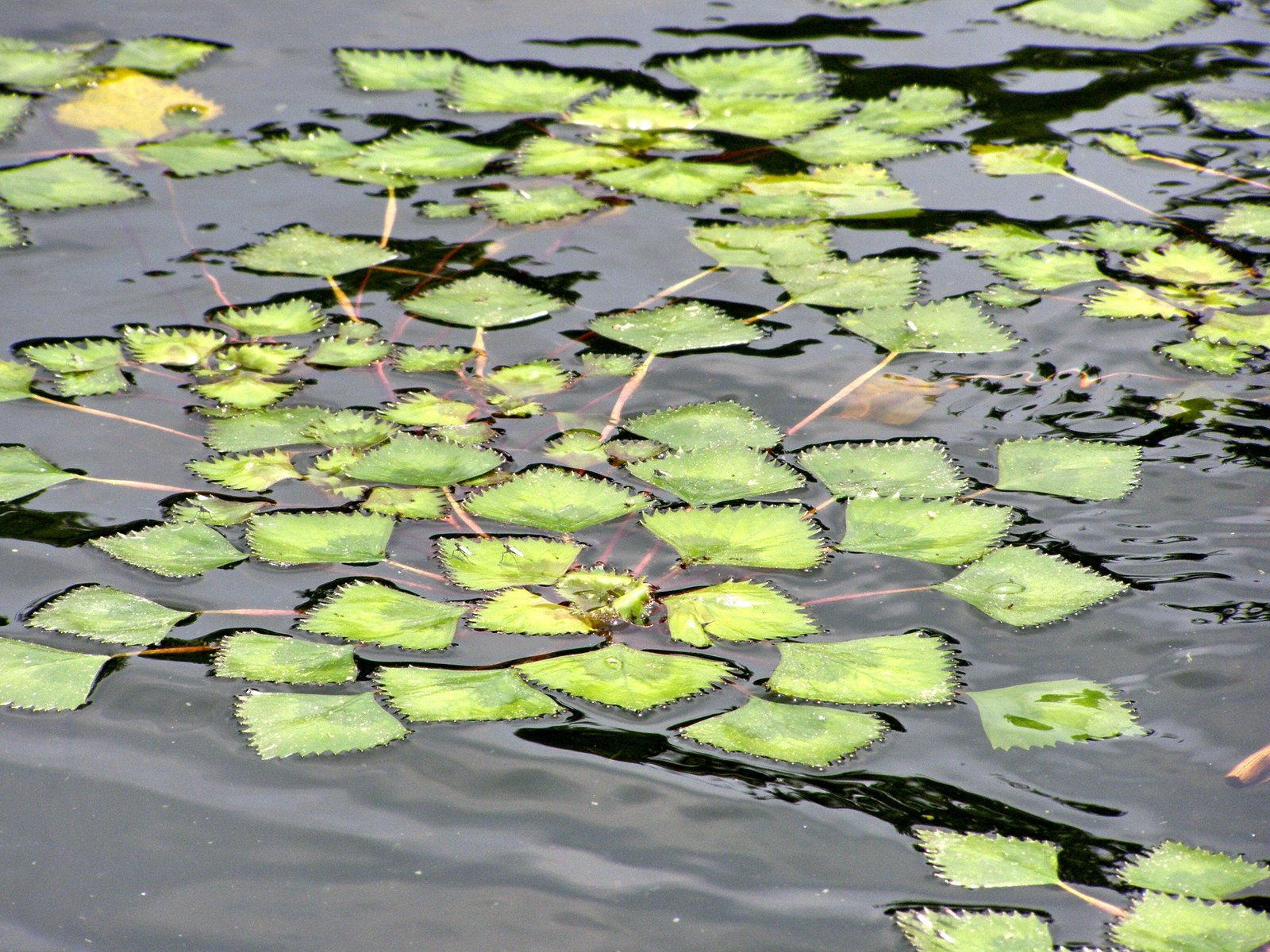 small green plants are growing in the water