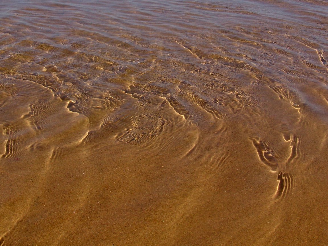 a dog is playing in shallow water on the beach