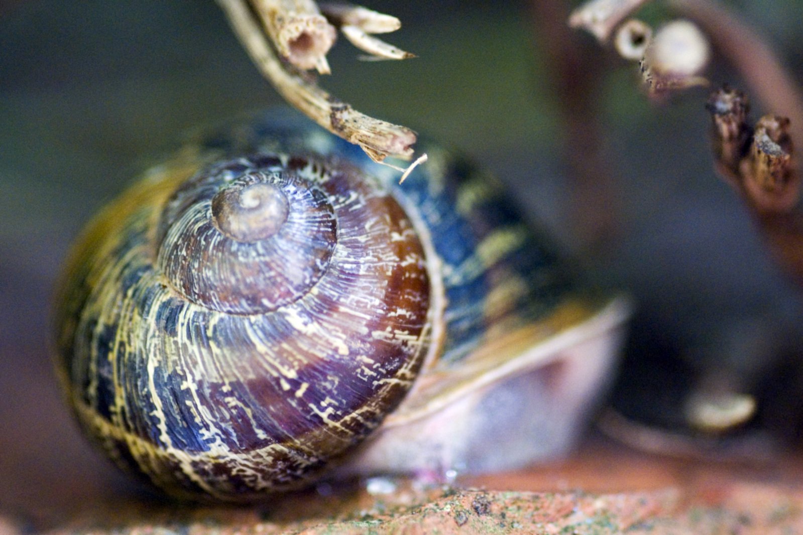 a snail is crawling on some leafy nches