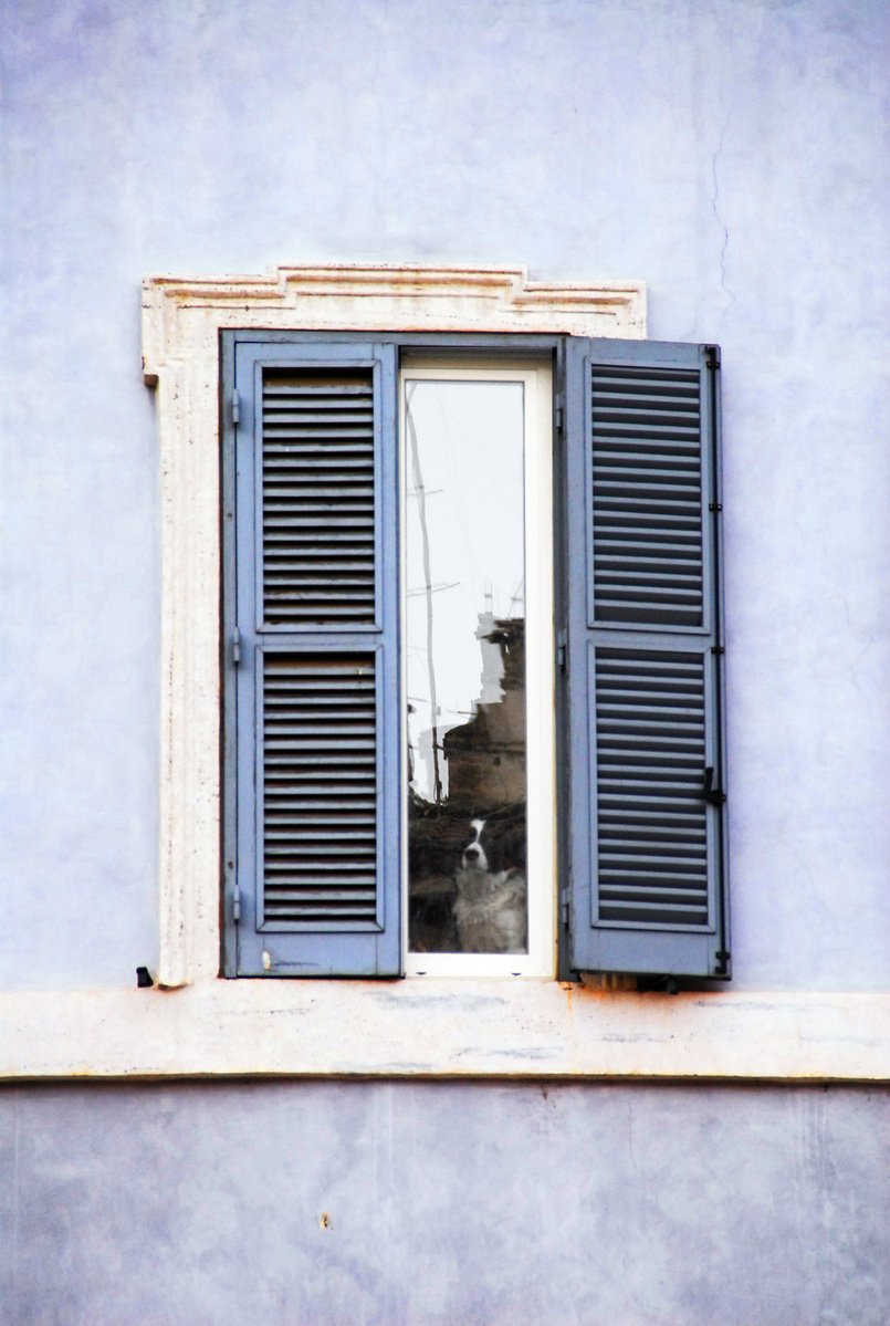 a window with grey shutters and a small white dog standing in the middle