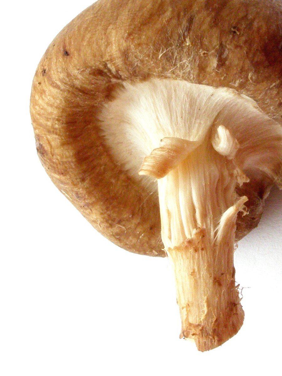 a closeup s of an oyster mushroom