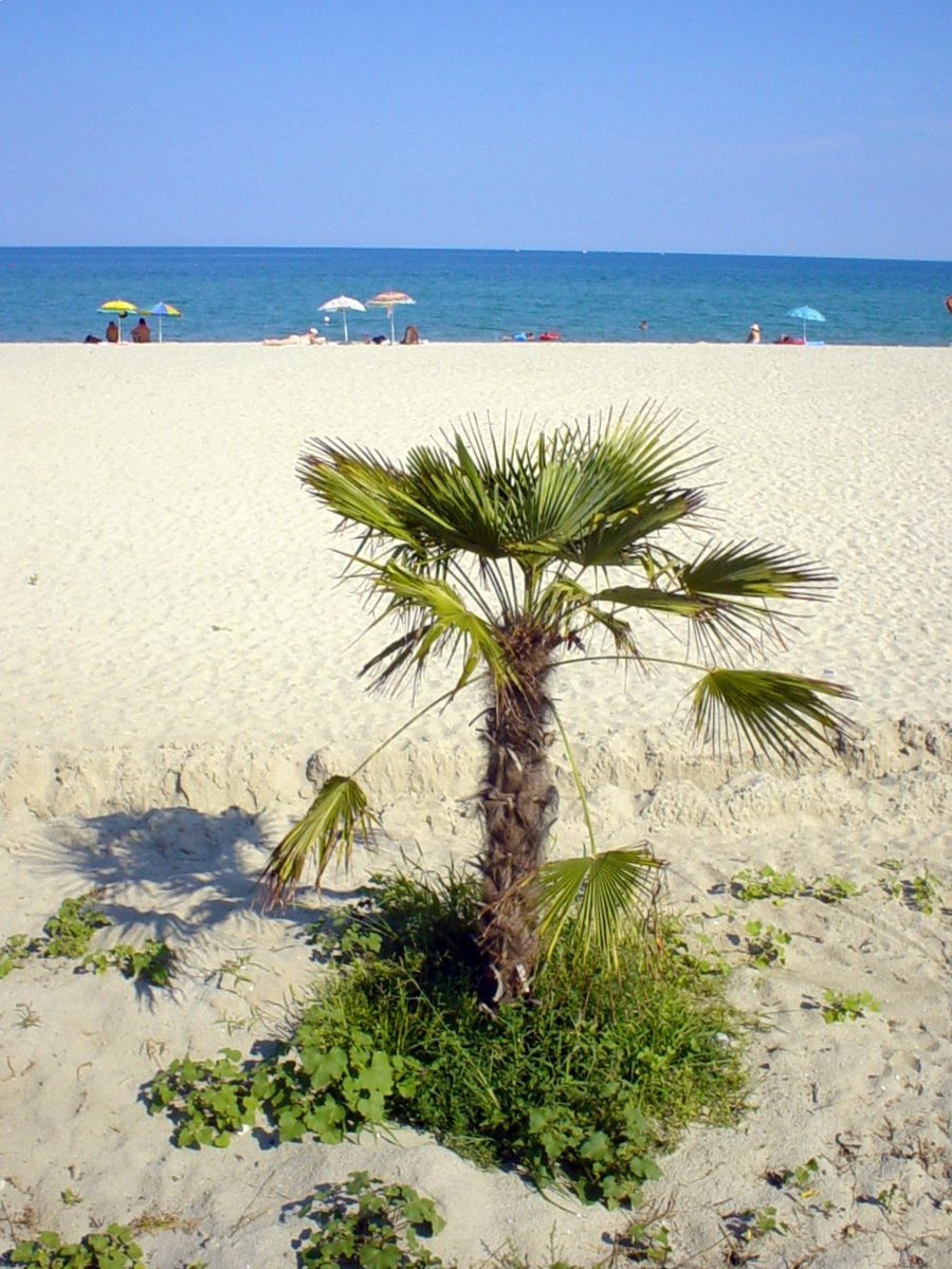 a palm tree in front of a bright beach