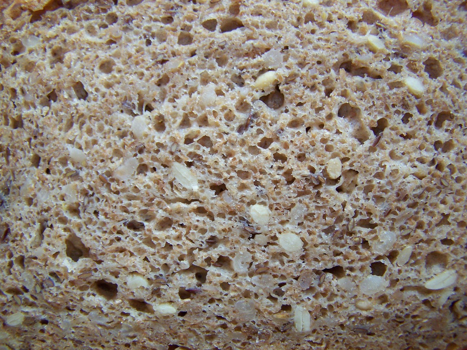 closeup of sand dollars in a piece of bread