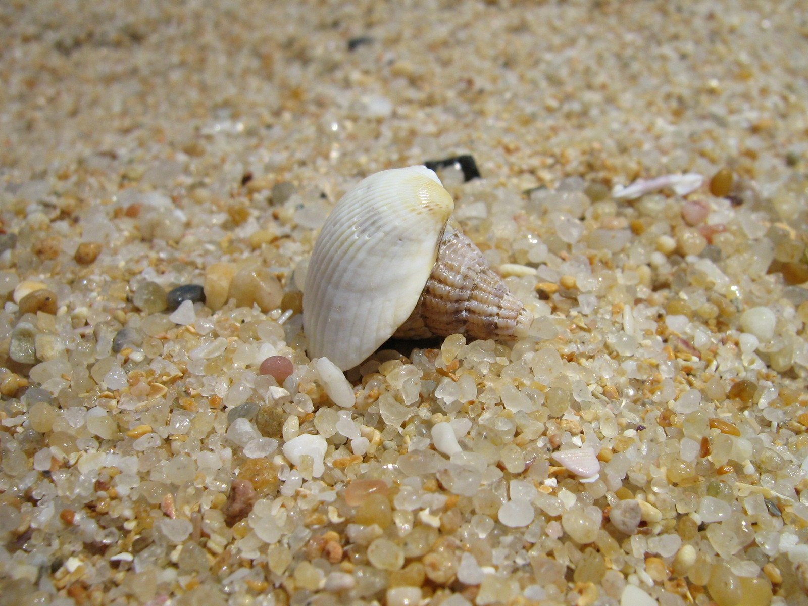 a seashell on the ground with many little pieces of gravel