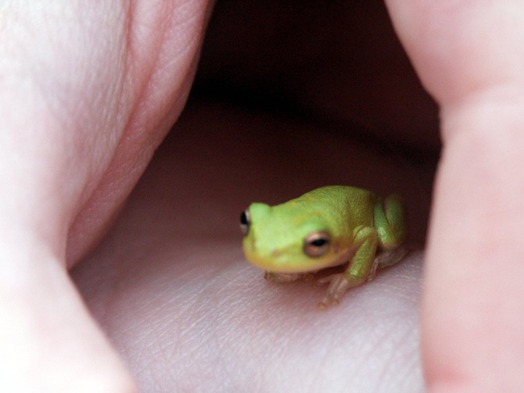 a little green frog is sitting on someones hand