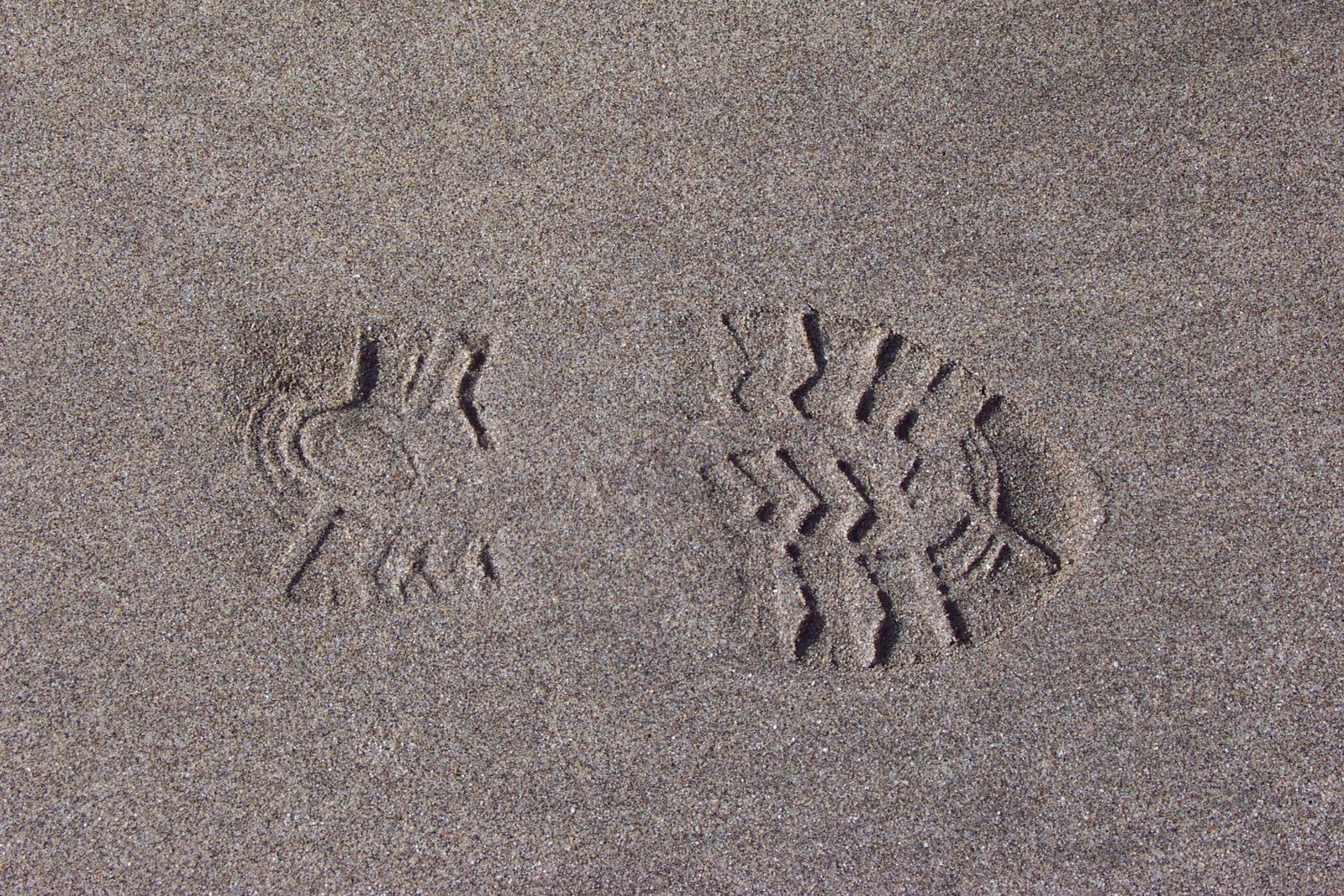 a couple of footprints in the sand next to a bird