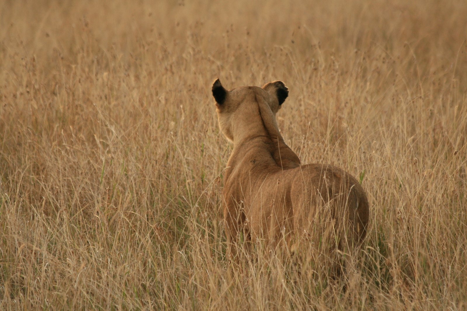 an image of a lion that is standing up