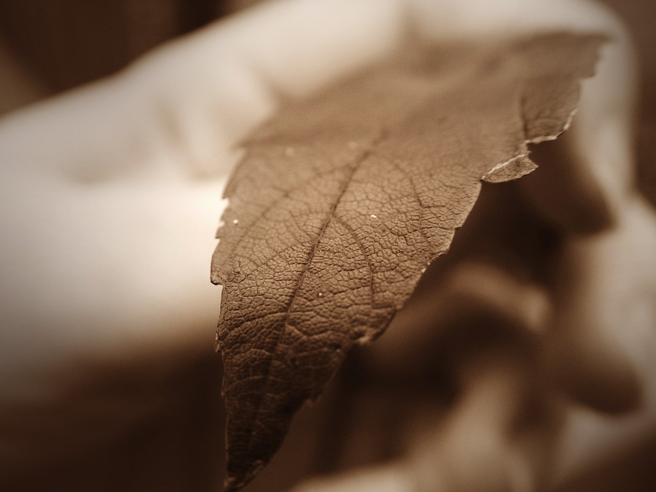 a brown leaf laying on the ground, with a soft blurry background