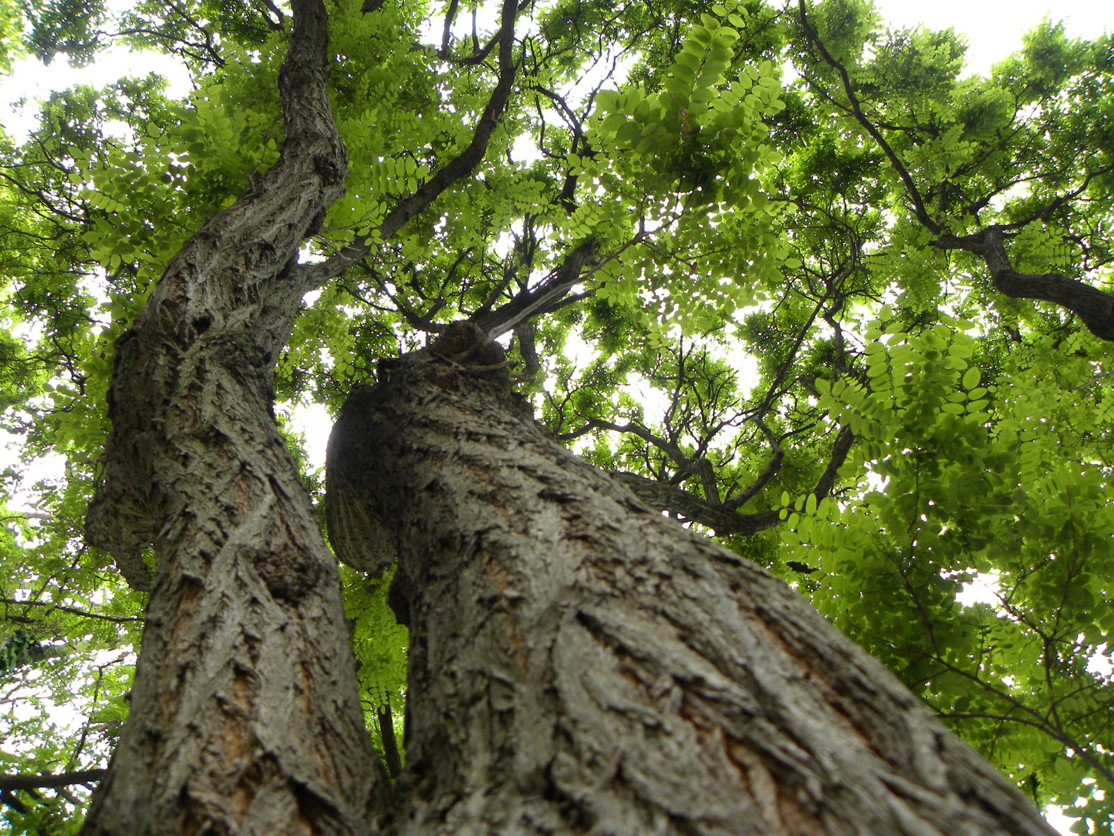 an image of tree nches with green leaves on them