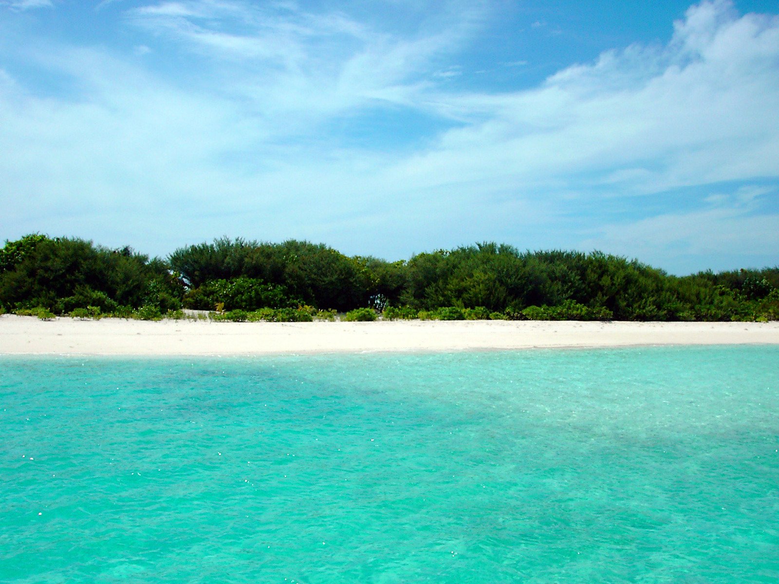 a large area of green trees sitting in the ocean