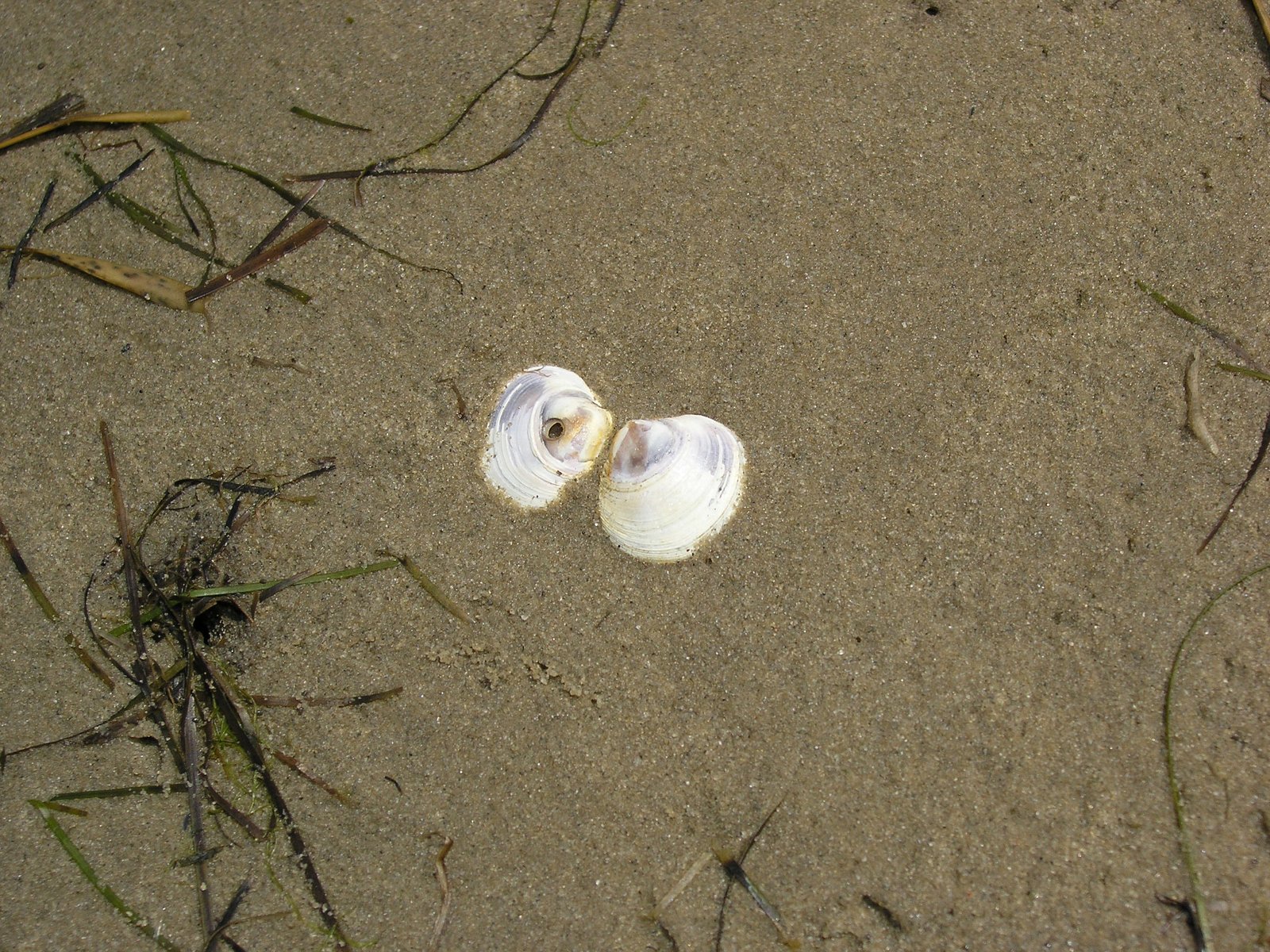 two birds sit on sand with the beach in the background