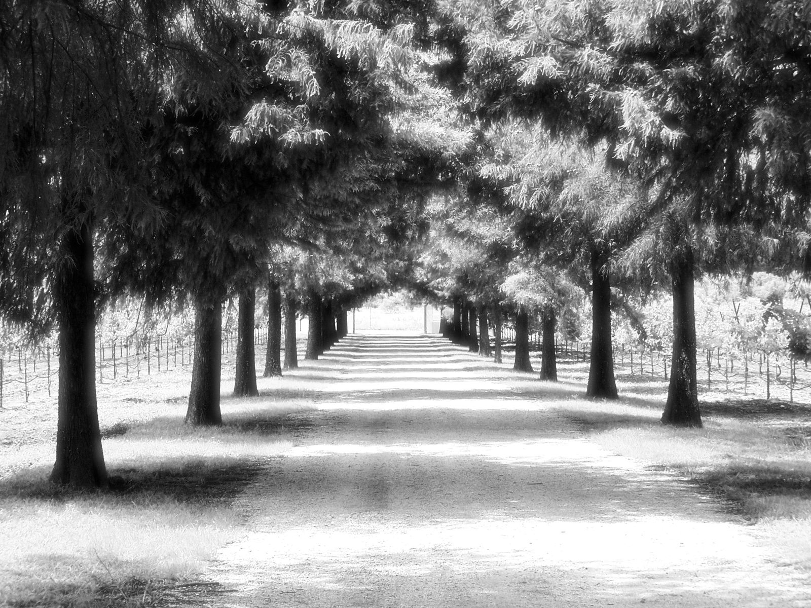the black and white po shows a tree lined walkway