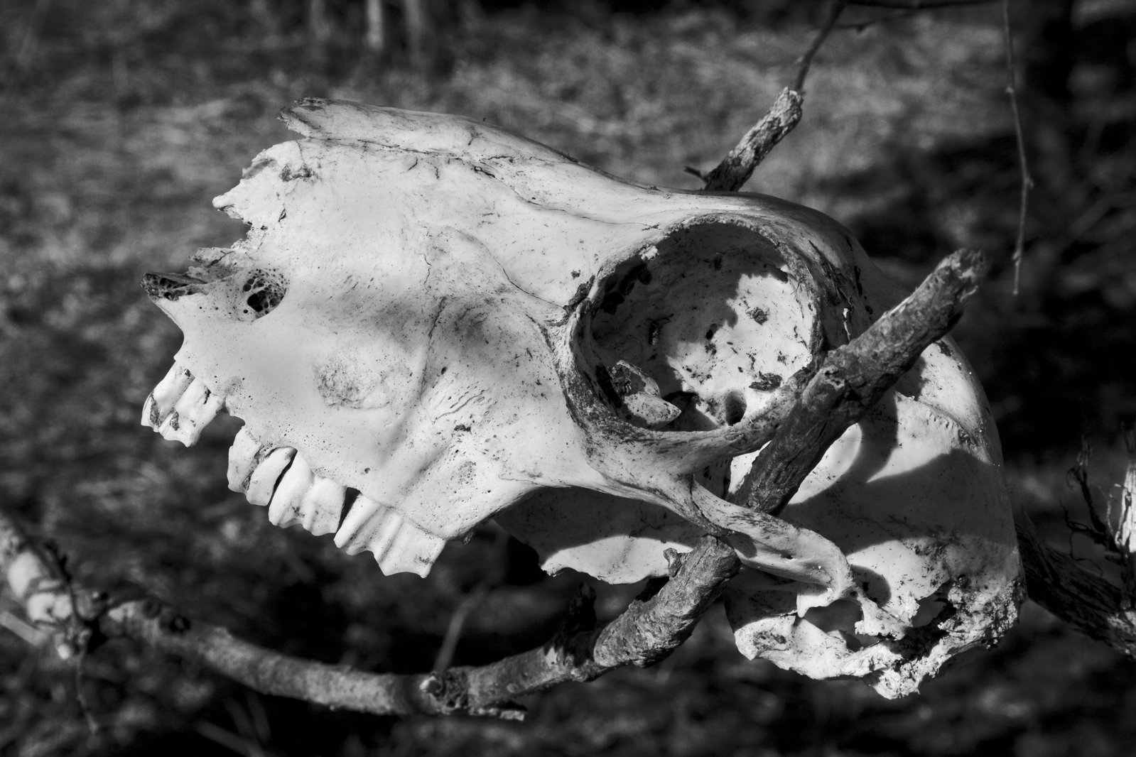 an animal skull on a tree limb next to green plants