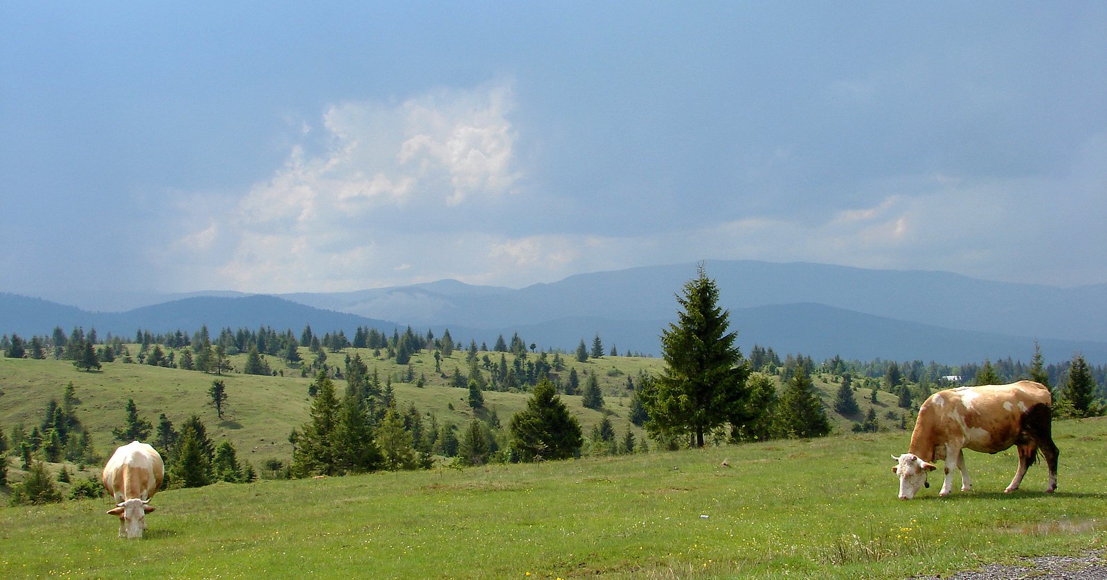 two cows in a meadow eating grass