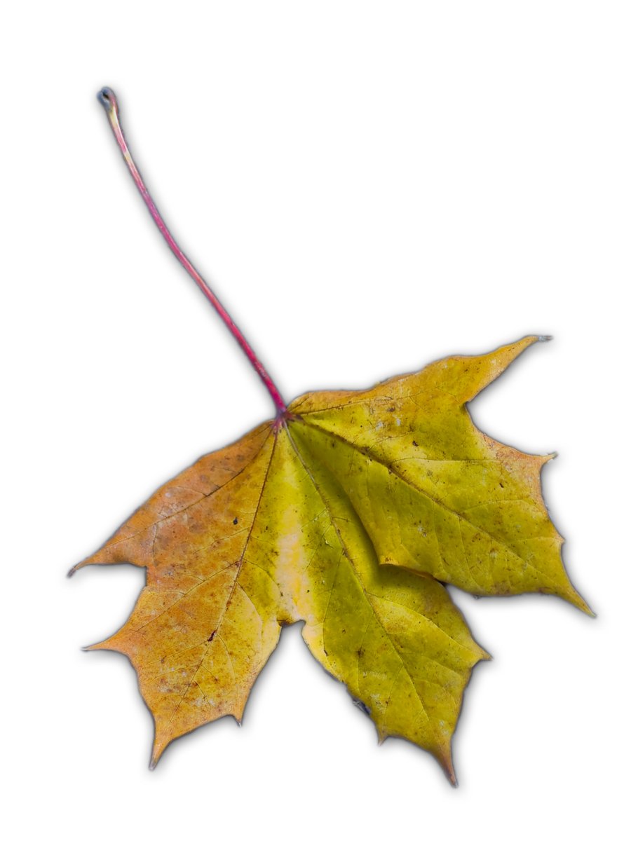 a yellow leaf on white surface with small black dots