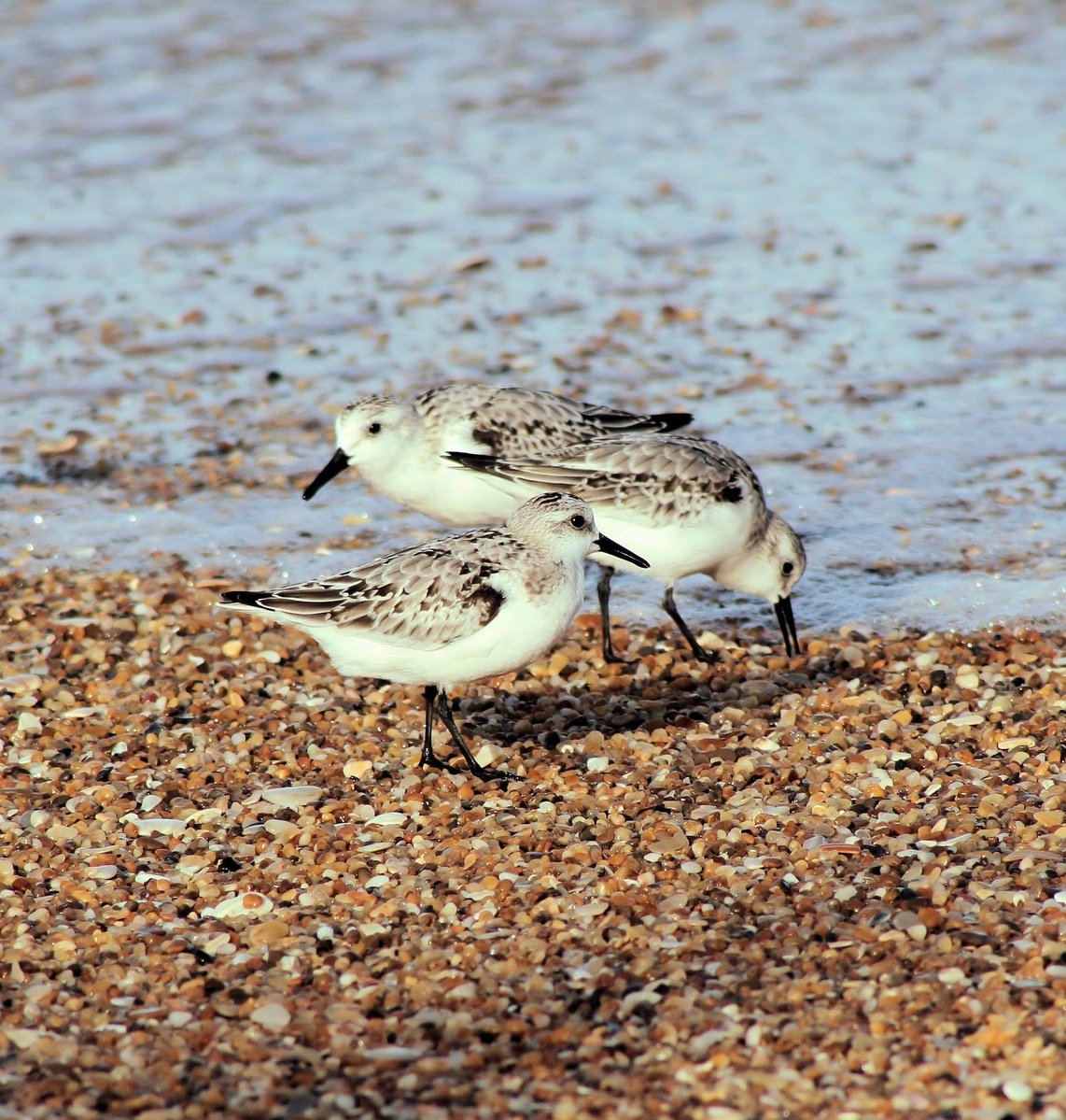 two little birds standing by the water on a beach