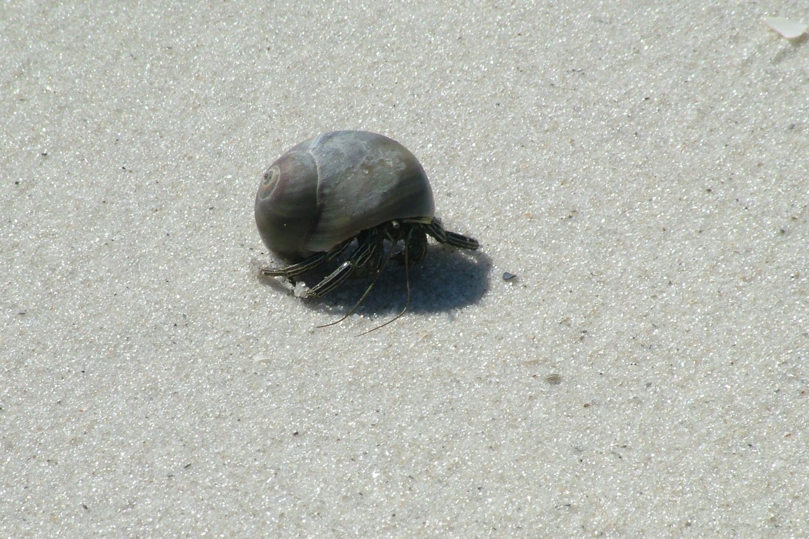 a shell is shown on the sand at the beach