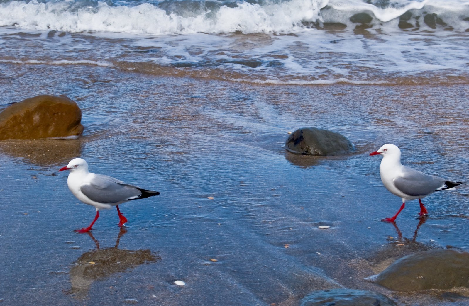 two seagulls walking on wet sand near the ocean