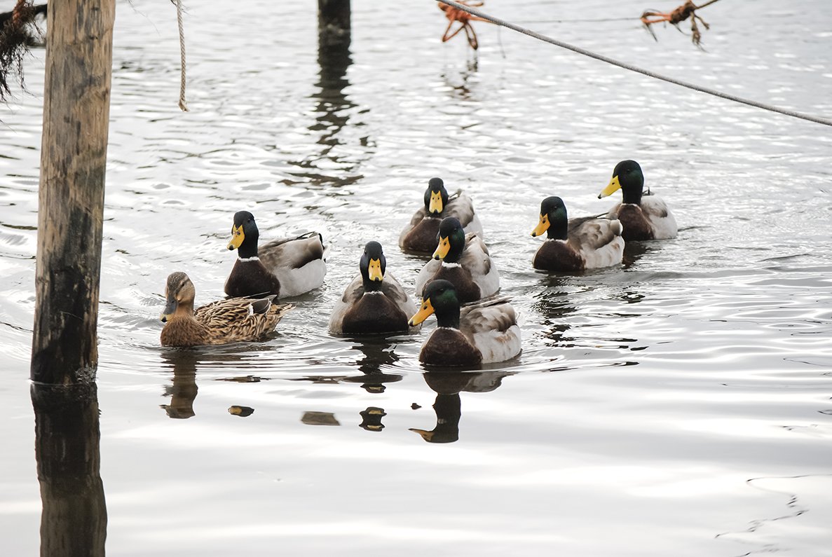 an image of a group of ducks in the water
