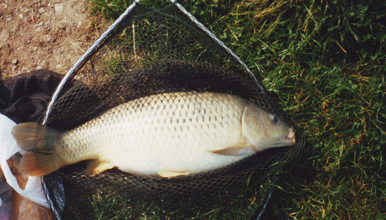 fish caught in net on grass next to a man