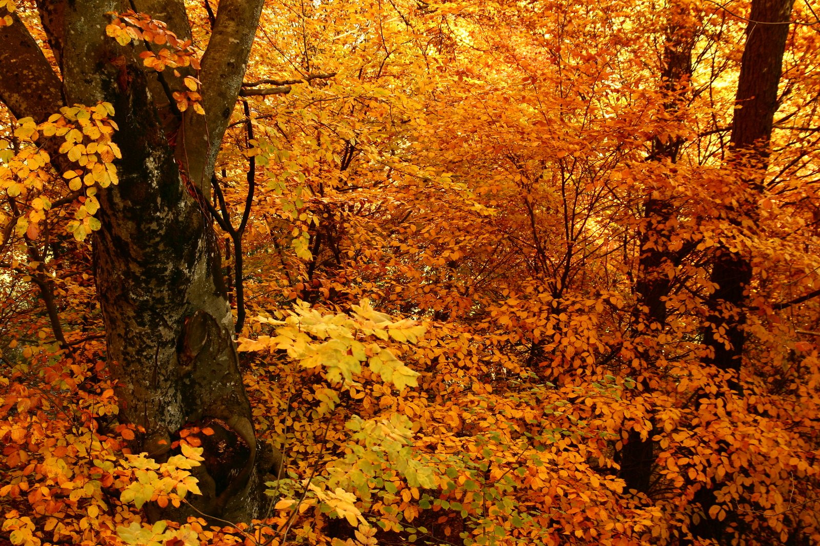 trees with yellow leaves and no leafs on them