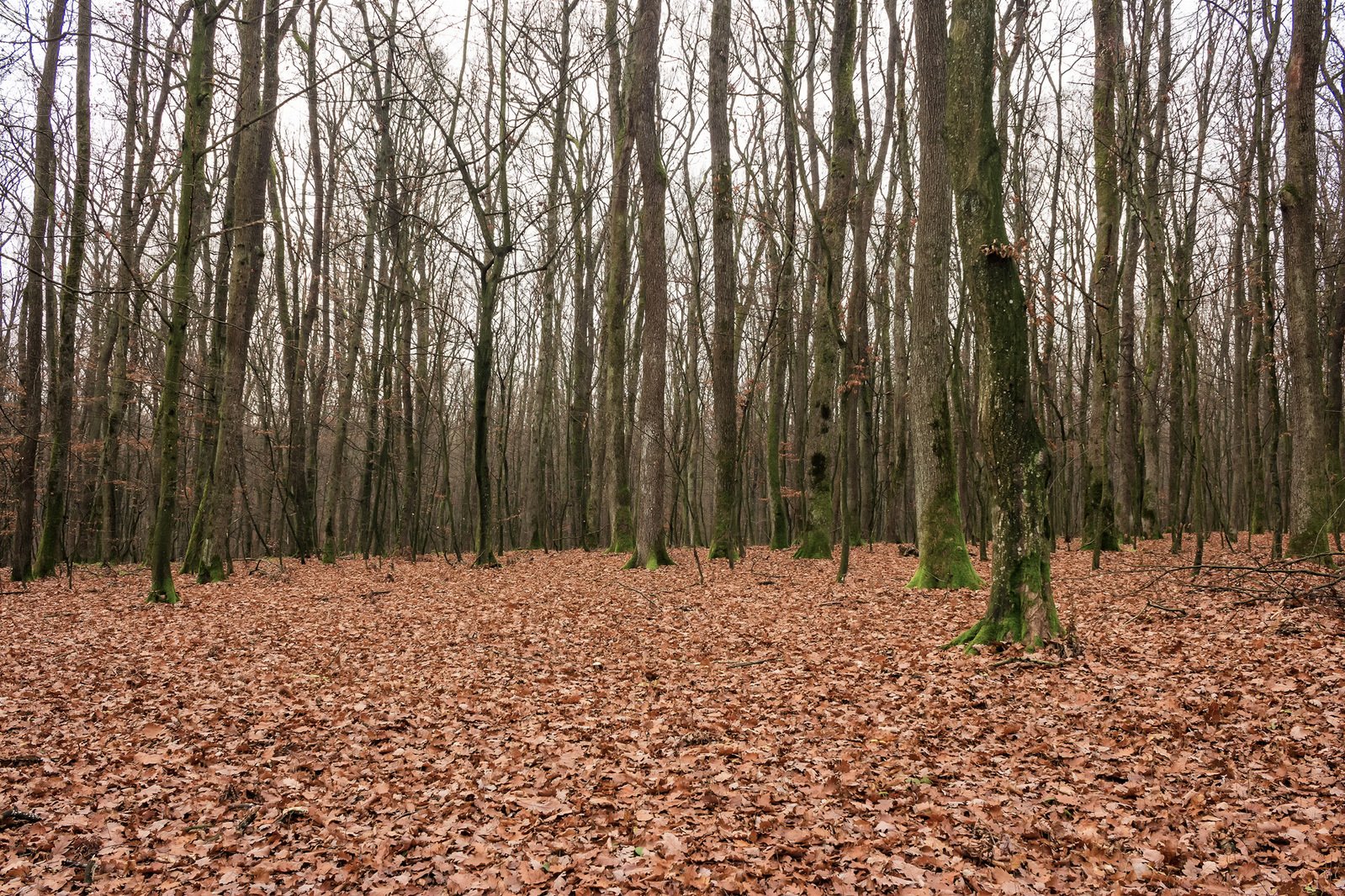 a large group of trees standing next to each other in the woods