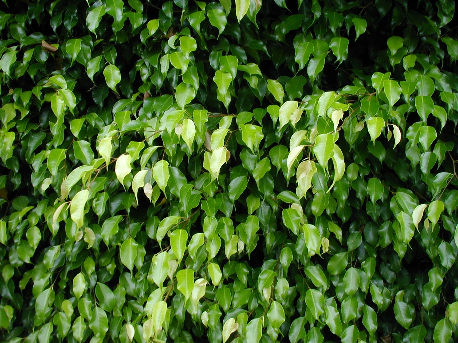 a view of the leaves from a bush