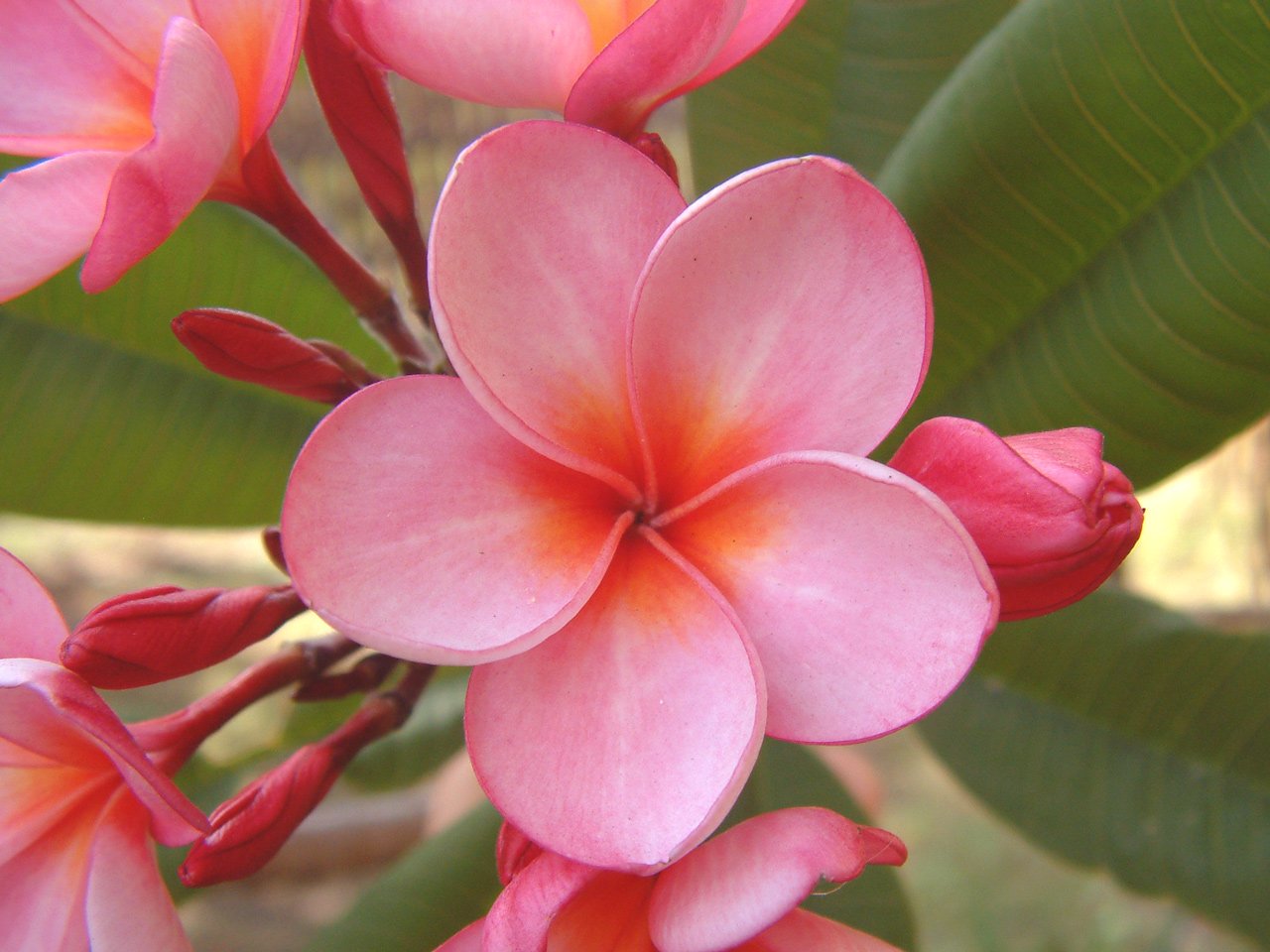 close up of pink flowers in the sun