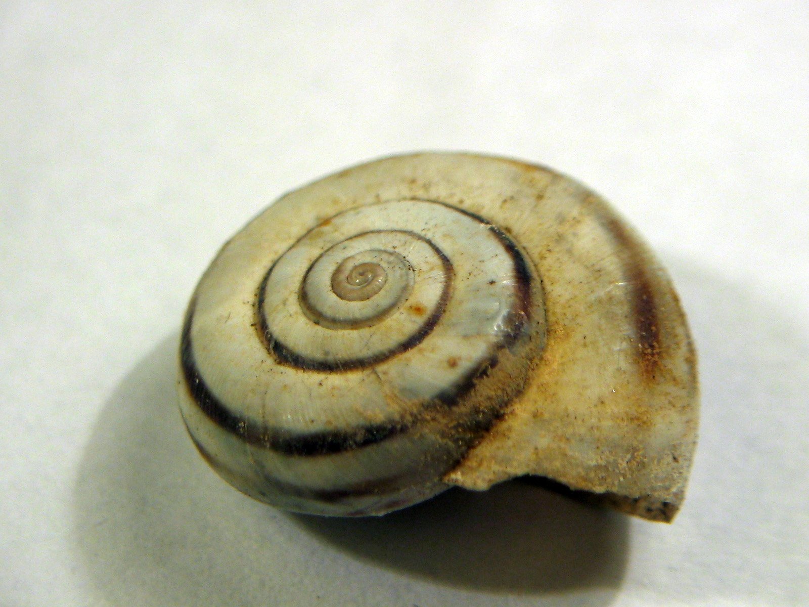 a single shell has a spiral pattern on it