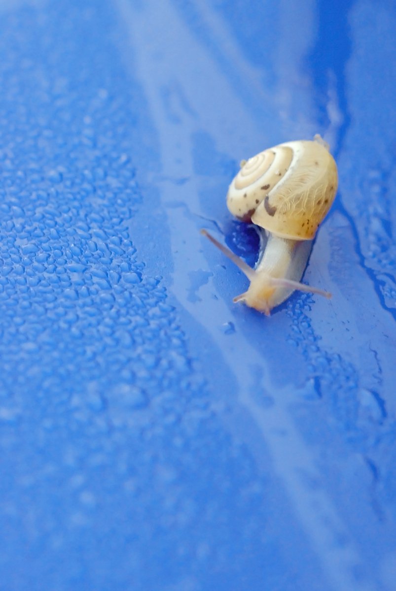 a snail crawling on a blue surface with water droplets