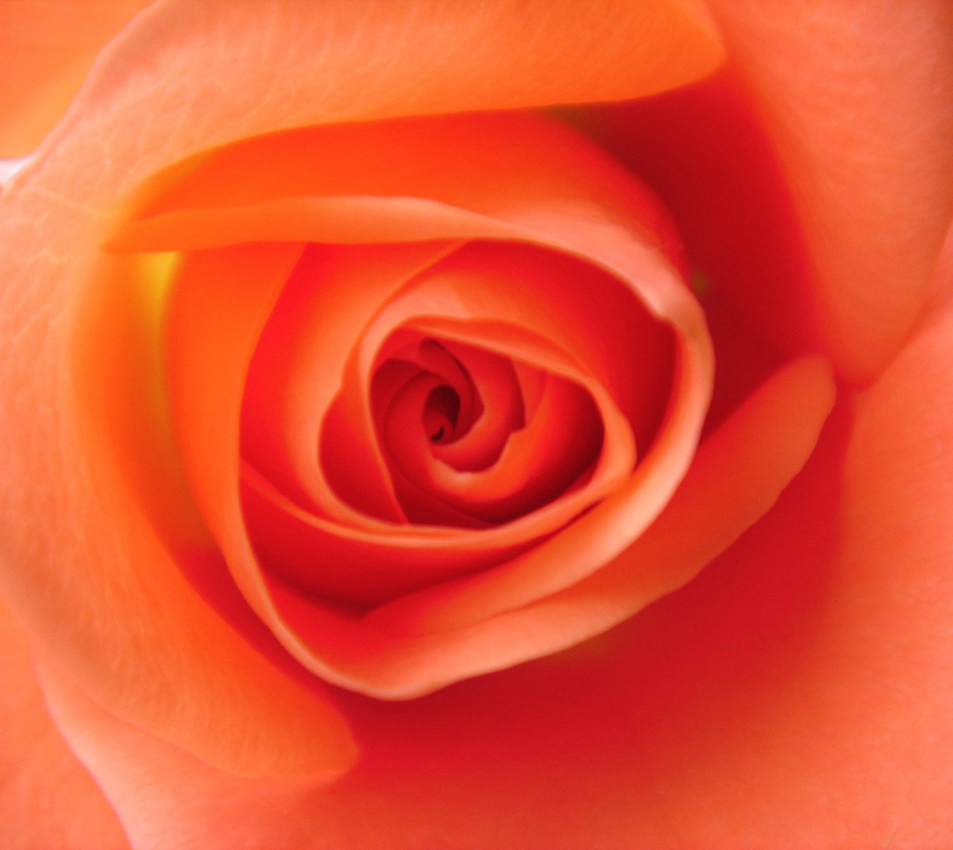 an orange rose flower close up in focus