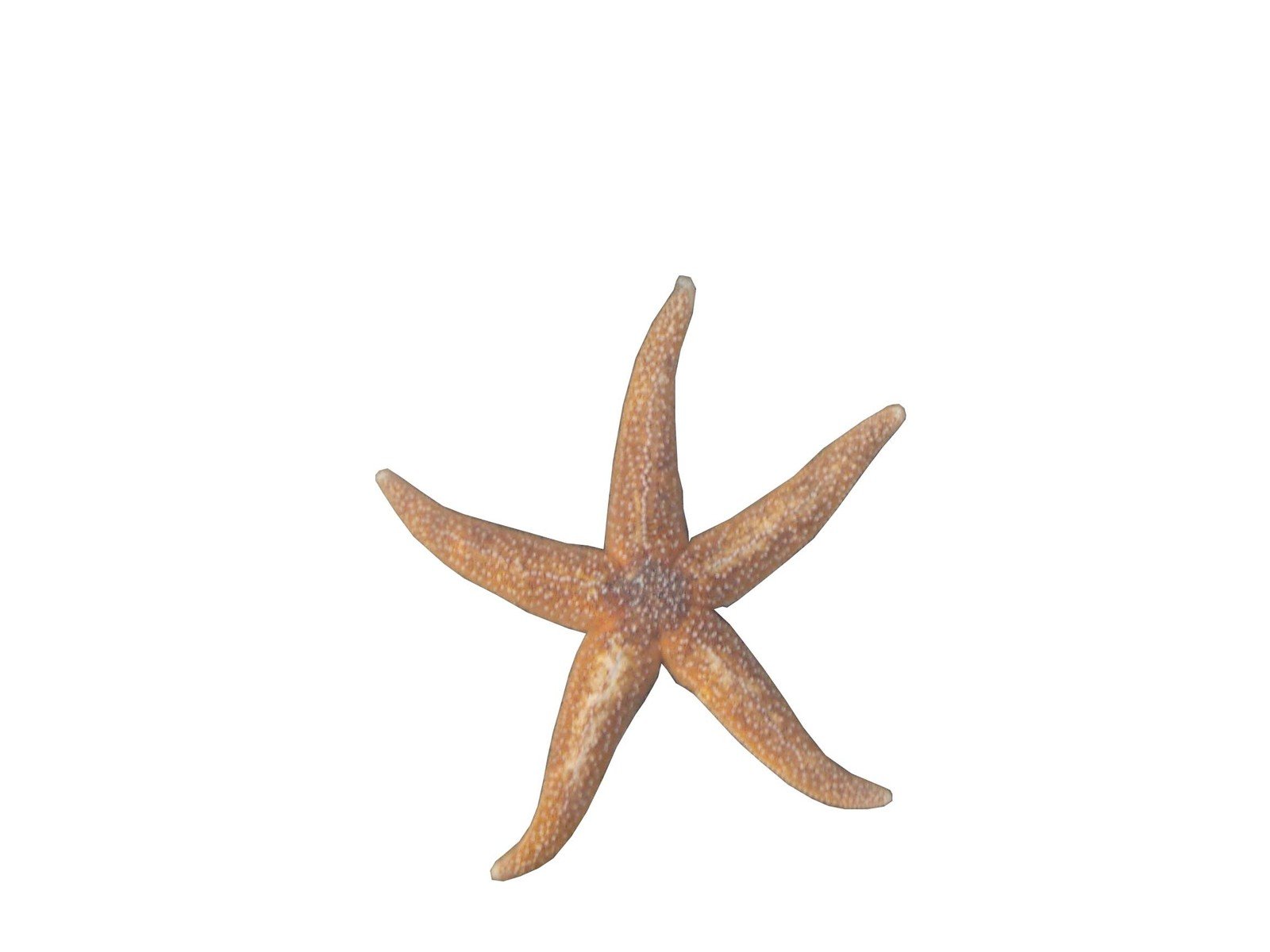 starfish, possibly an ocean starfish or ocean animal with long legs