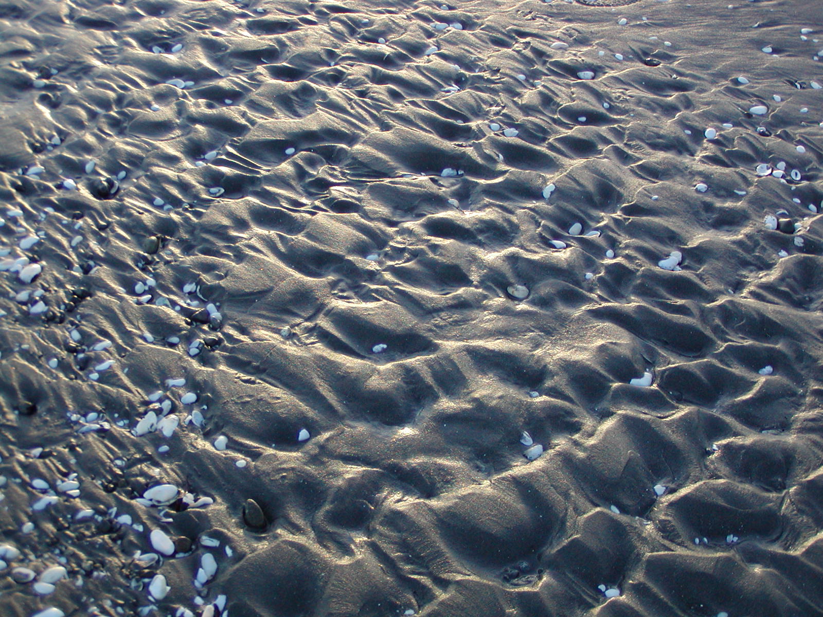 sand covered beach with many tiny shells on top of it