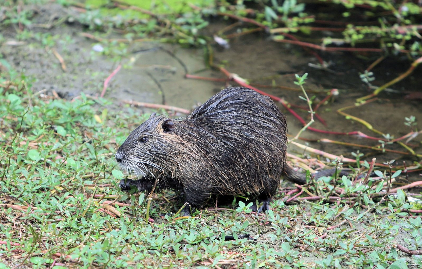 the capybara walks next to the river in the grass