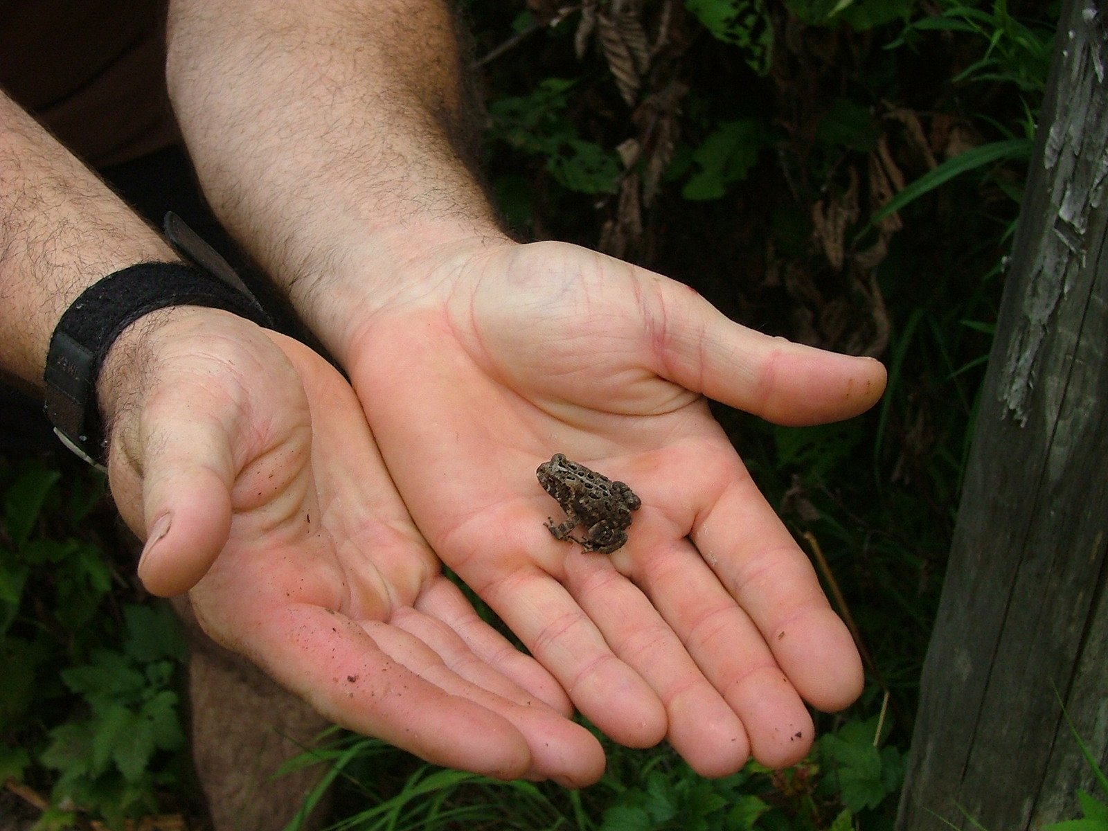 a person holding small bugs in their hands