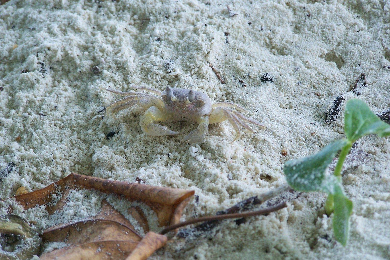 a scorpion crab crawling on sand with leaves