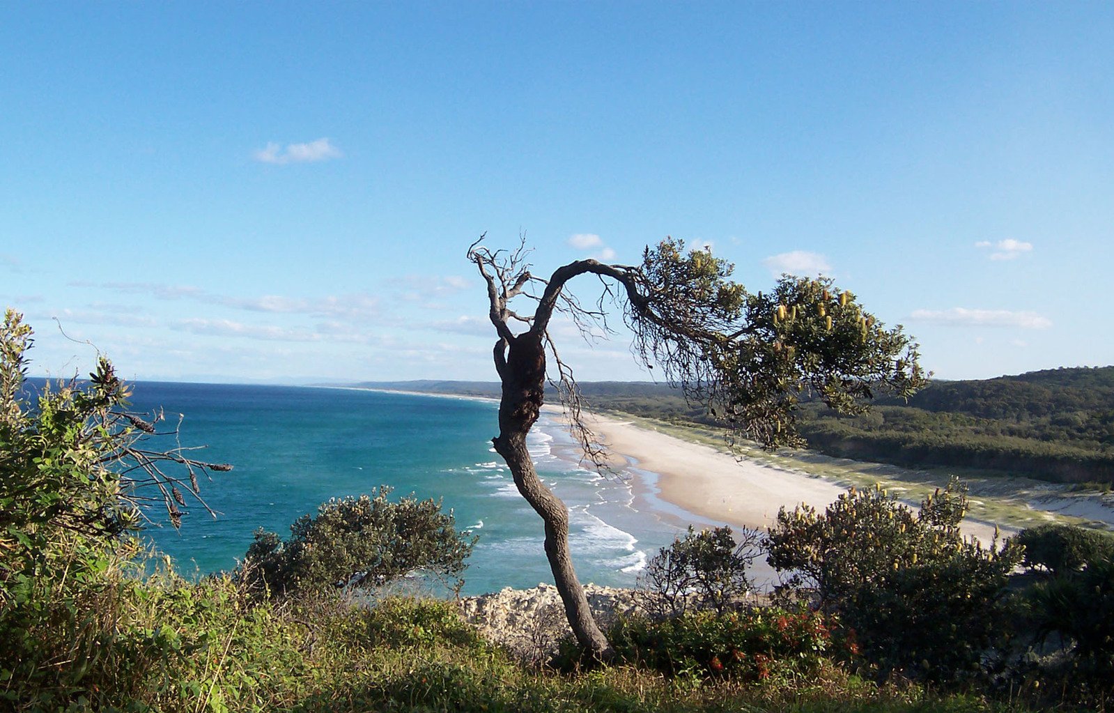 a tree on the side of the beach looks down at the ocean