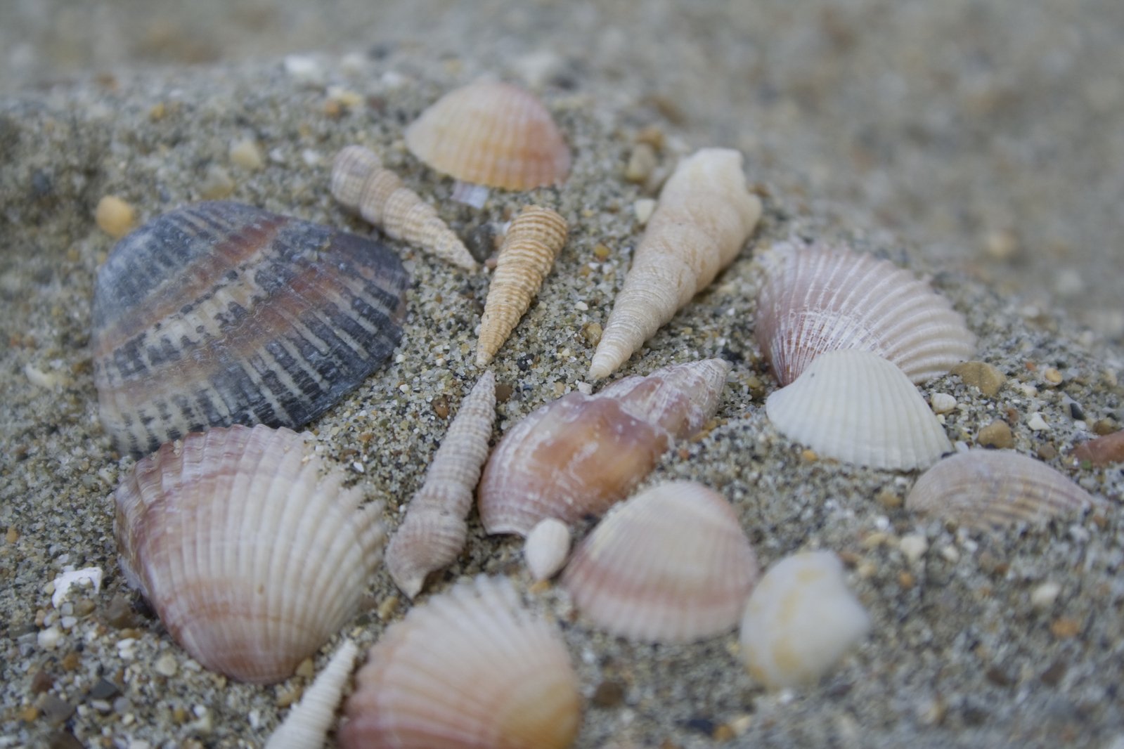 several seashells on the beach next to each other