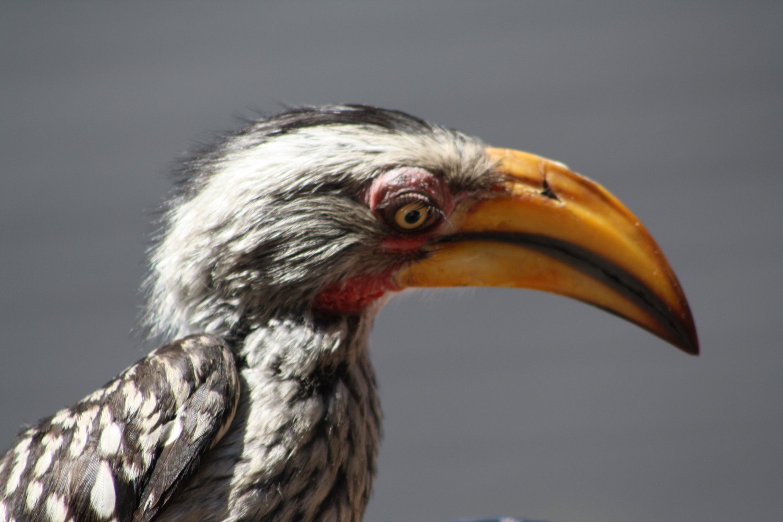 a close up of a bird with an orange beak