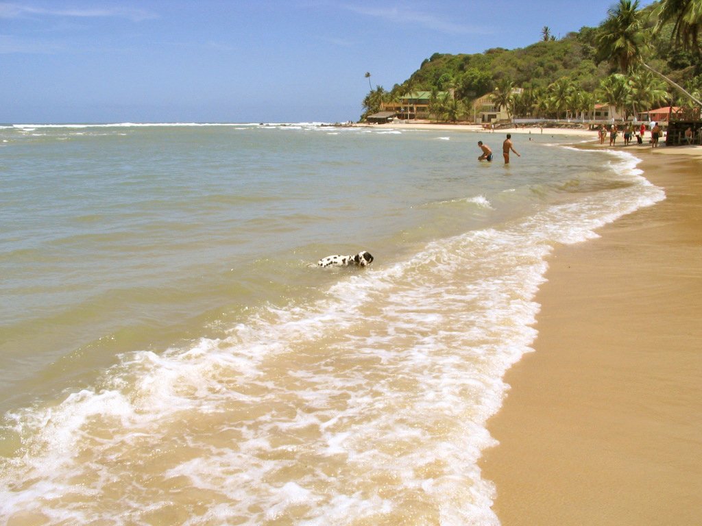 people walking along the beach with a dog playing in the ocean